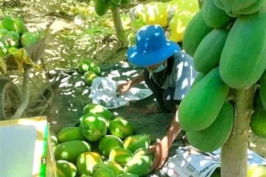 "Bà con ở đâu ở yên đó, tiêu thụ nông sản đã có chúng tôi lo"