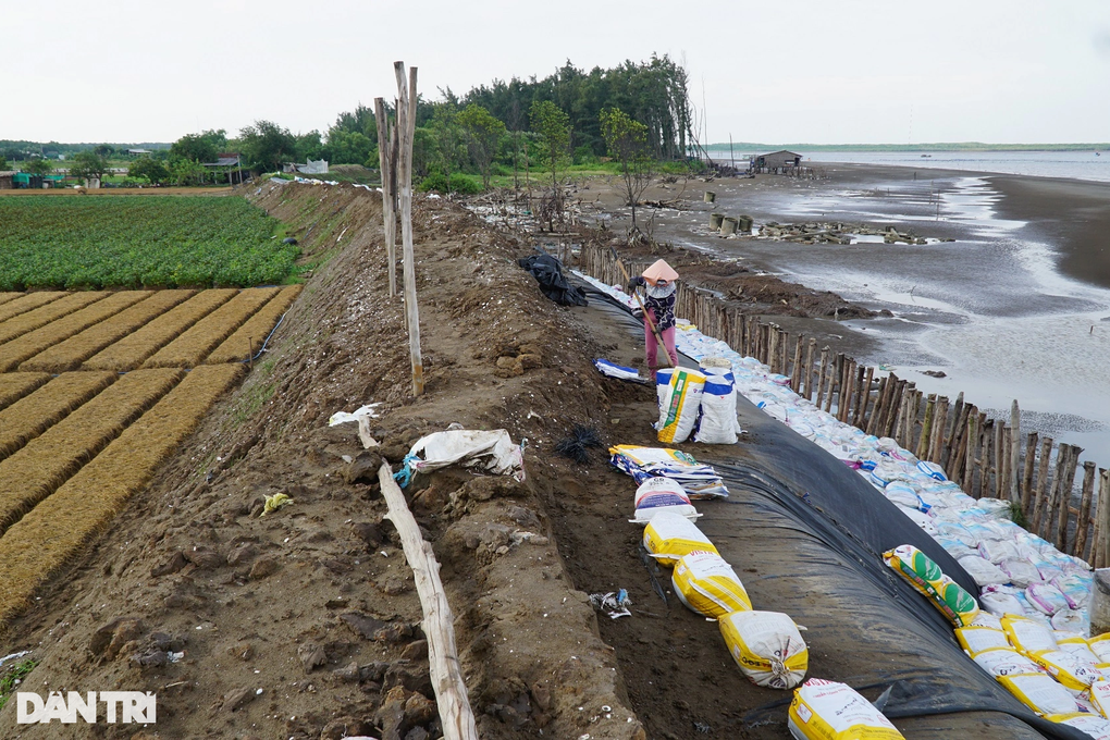 Ruộng sát biển, nông dân trắng đêm chong đèn phòng nước cuốn hoa màu - 2 Ruộng sát biển, nông dân trắng đêm chong đèn phòng nước cuốn hoa màu - 2