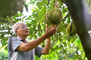 Người trồng cây tỷ USD đứng ngồi không yên lo... ông trời nổi giận
