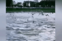 Hàng trăm con cá nhảy múa loạn xạ trên mặt hồ