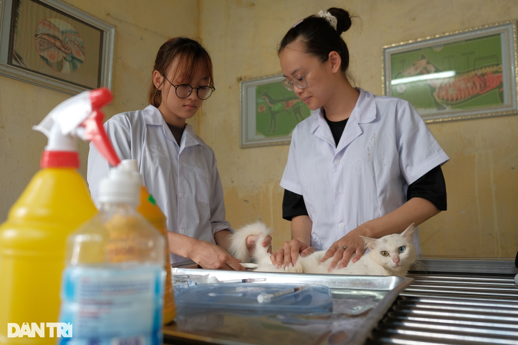 Biệt đội cứu hộ chó mèo đặc biệt ở Hà Nội - 1 Biệt đội cứu hộ chó mèo đặc biệt ở Hà Nội - 1
