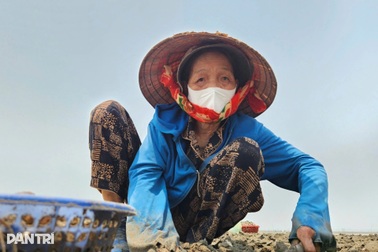Nghề nuôi ngao ở bãi triều mang lại thu nhập hàng trăm triệu đồng mỗi vụ