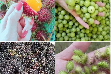 Quả lạ mọc dại "cho không ai lấy" nay "lên đời" được mua với giá tiền triệu