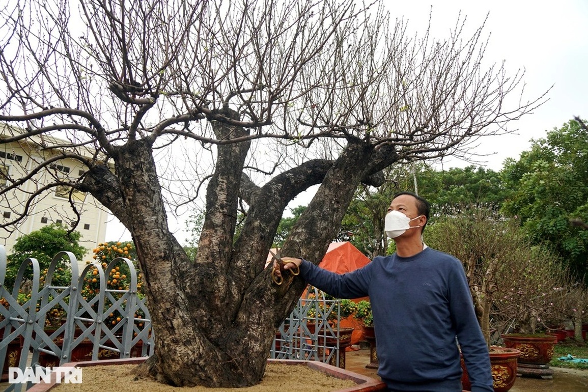 Đào khủng cổ thụ bàn tay lộc, hét giá trăm triệu đồng ở Thanh Hóa - 3 Đào khủng cổ thụ bàn tay lộc, hét giá trăm triệu đồng ở Thanh Hóa - 3