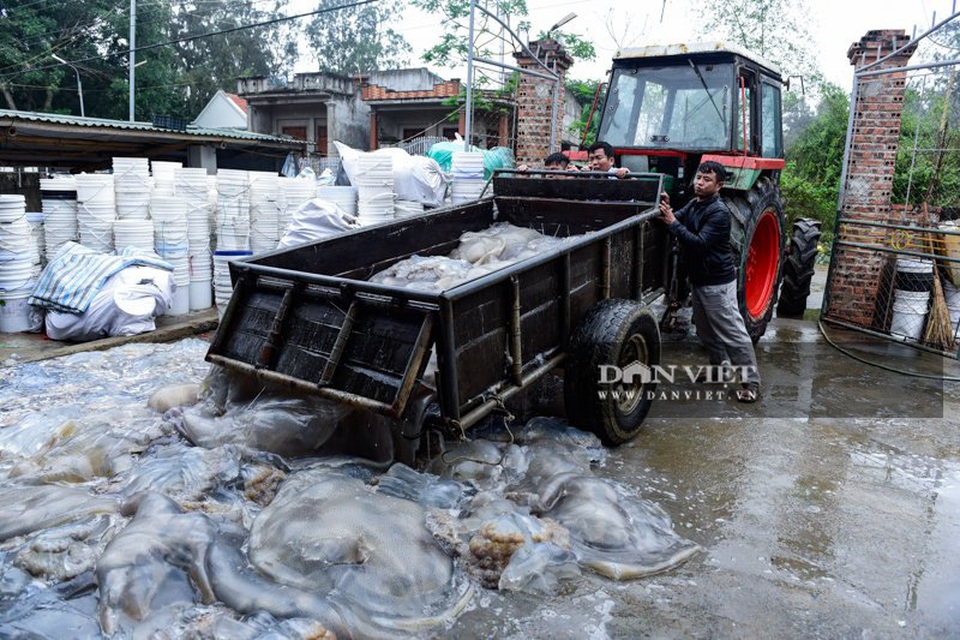 Vào mùa sứa biển, ngư dân Thanh Hóa có tiền triệu nhờ lộc trời - 3 Vào mùa sứa biển, ngư dân Thanh Hóa có tiền triệu nhờ lộc trời - 3