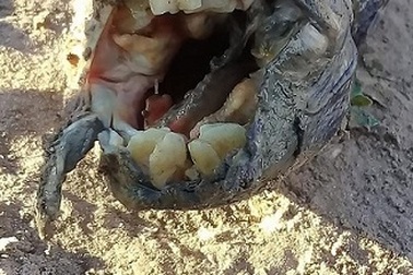 Phát hiện “con lươn” kì quái có hàm răng giống người