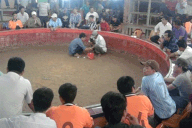 Đại gia miền Tây qua casino Campuchia... đá gà