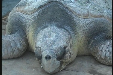 Thả rùa quý nặng 75kg về biển