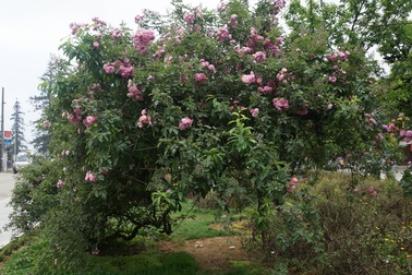 Chiêm ngưỡng cây hoa hồng cổ ở Sa Pa nở hoa rực rỡ