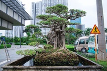 Mãn nhãn với cây sanh cổ song thân, đẹp từng centimet của đại gia Hà Nội