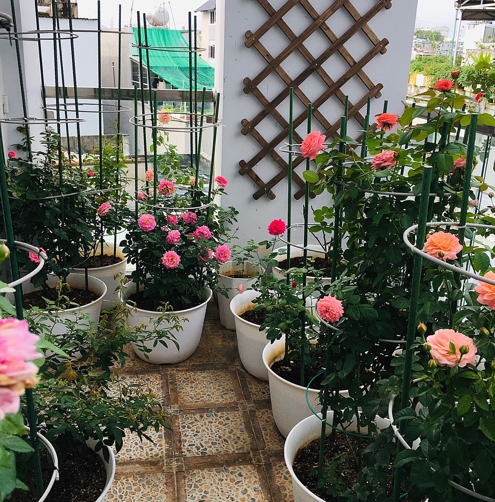 Vườn hồng rực rỡ quanh năm trên sân thượng của một gia đình ở TPHCM - 1 Vườn hồng rực rỡ quanh năm trên sân thượng của một gia đình ở TPHCM - 1