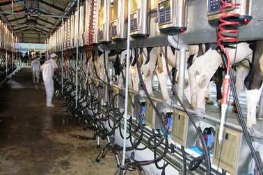 “Cách mạng trắng” cho ngành sữa Việt Nam