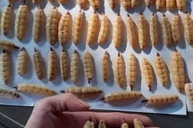 Kỳ lạ loại côn trùng chúa bán theo con, chị em mua cả chục triệu đồng tẩm bổ cho chồng