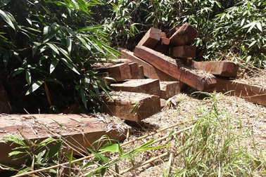 Khởi tố vụ án bắt 3 bãi gỗ trên biên giới