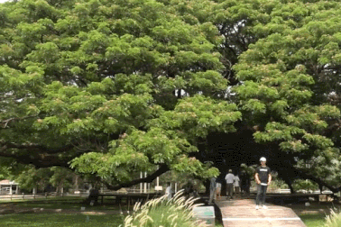 Cây cổ thụ khổng lồ 100 tuổi, tán rộng 1.600 m2 "hút" khách check-in