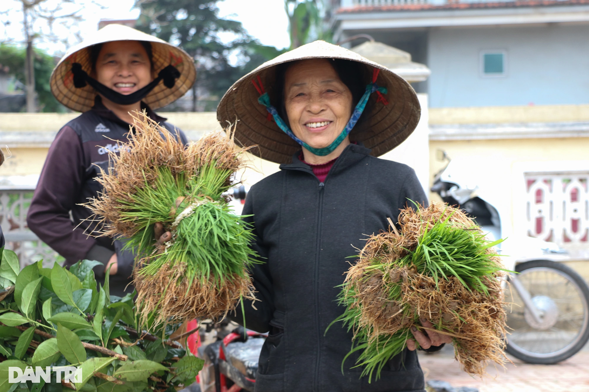 Nông dân hồ hởi nhổ lúa non bán, vớ bẫm - 3 Nông dân hồ hởi nhổ lúa non bán, vớ bẫm - 3