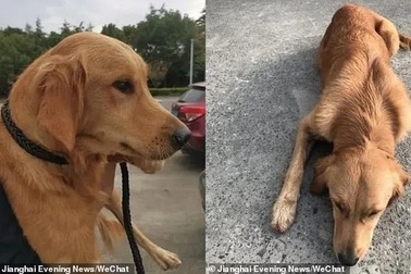 Chú chó trung thành đi bộ 100km để tìm trở về nhà chủ cũ