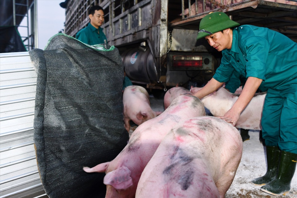 Chưa kịp nhập, giá lợn hơi tại Thái Lan đã tăng đến mức khó mua - 2 Chưa kịp nhập, giá lợn hơi tại Thái Lan đã tăng đến mức khó mua - 2
