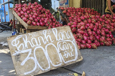 Thanh long “siêu rẻ” ồ ạt xuống phố