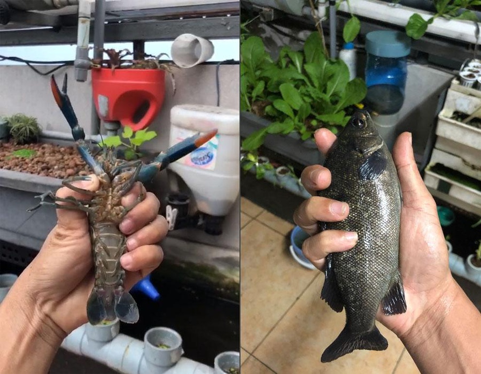 Người đàn ông trồng rau, nuôi cá trên nóc nhà tặng mẹ và con thơ - 5 Người đàn ông trồng rau, nuôi cá trên nóc nhà tặng mẹ và con thơ - 5
