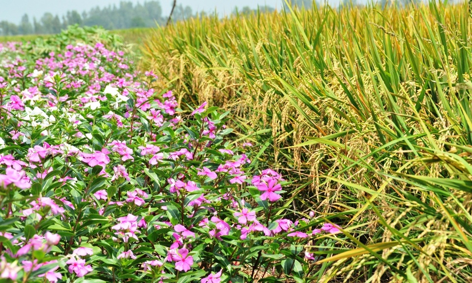 Ngất ngây với cánh đồng hoa dừa cạn ở An Giang - 13 Ngất ngây với cánh đồng hoa dừa cạn ở An Giang - 13