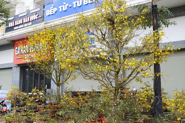 Chiêm ngưỡng những cây mai vàng giá hàng trăm triệu ở Hà Nội