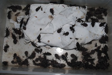 Bộ Y tế chính thức lên tiếng về bọ xít hút máu