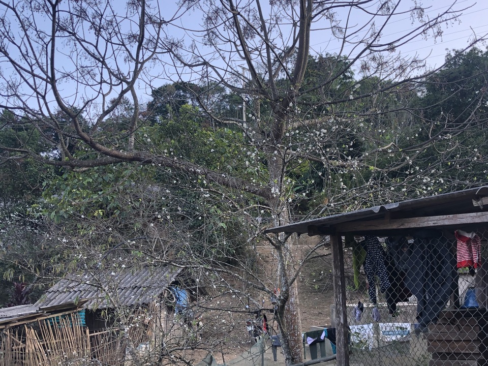 Đổ xô lên săn đào đá giá hàng chục triệu ở vùng biên Nghệ An - 20 Đổ xô lên săn đào đá giá hàng chục triệu ở vùng biên Nghệ An - 20