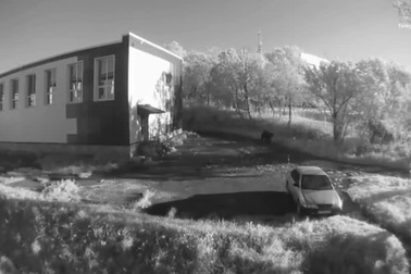 Gấu điên cuồng tấn công, người đàn ông thoát chết nhờ trốn trong ô tô