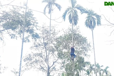 Nhộn nhịp nghề leo cây cau hái trái bán ngày Tết