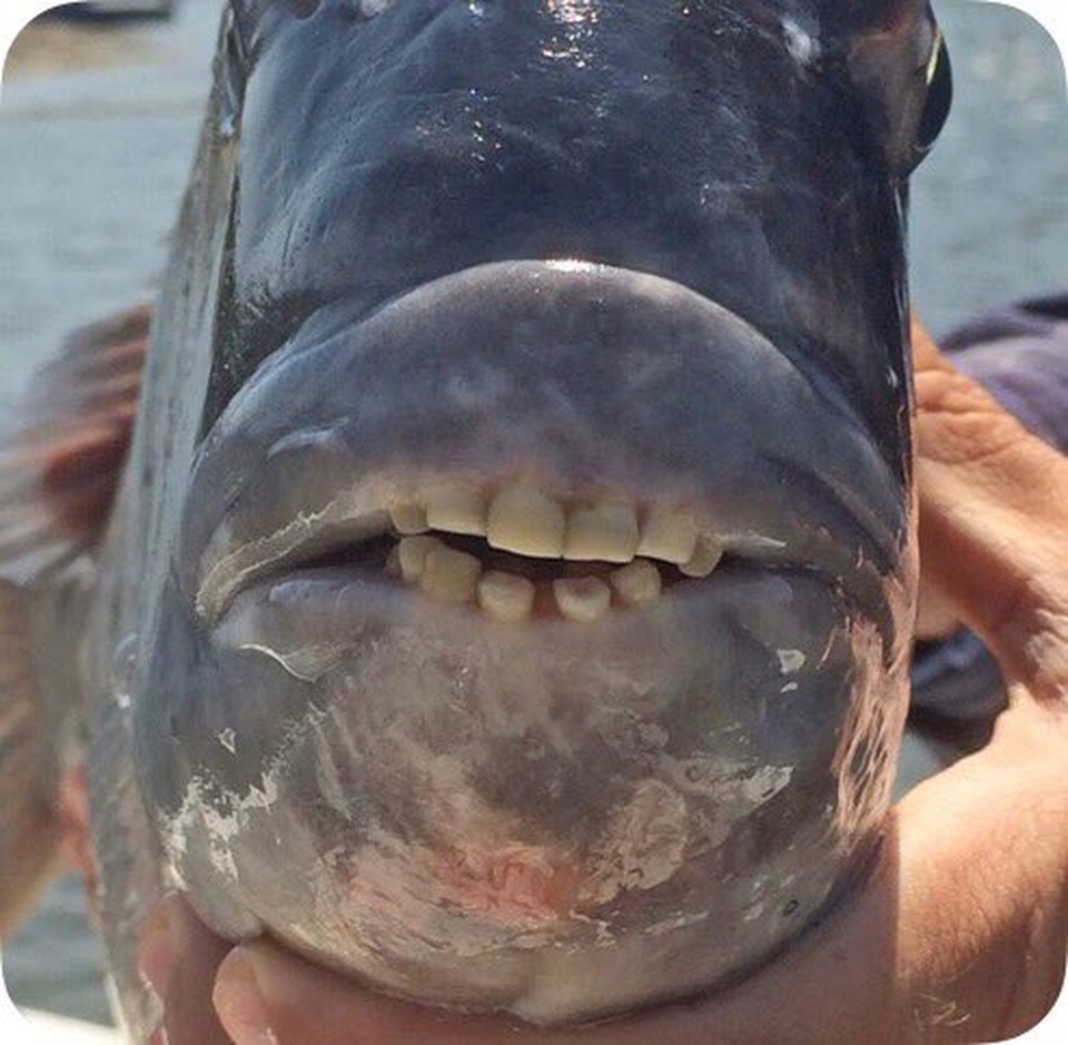 Con cá có hàm răng hệt như người? - 1