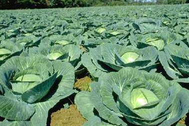 Rau họ hoa thập tự phòng chữa ung thư