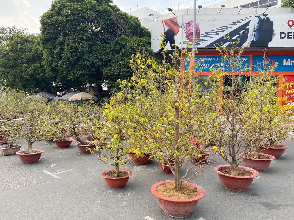 Trâu kiểng độc lạ vài chục triệu đồng; buôn mai, đào buồn chưa từng thấy - 4 Trâu kiểng độc lạ vài chục triệu đồng; buôn mai, đào buồn chưa từng thấy - 4