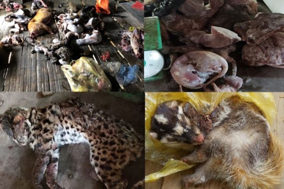 Bắt 2 vụ mua bán, tàng trữ số lượng lớn động vật hoang dã - 2 Bắt 2 vụ mua bán, tàng trữ số lượng lớn động vật hoang dã - 2