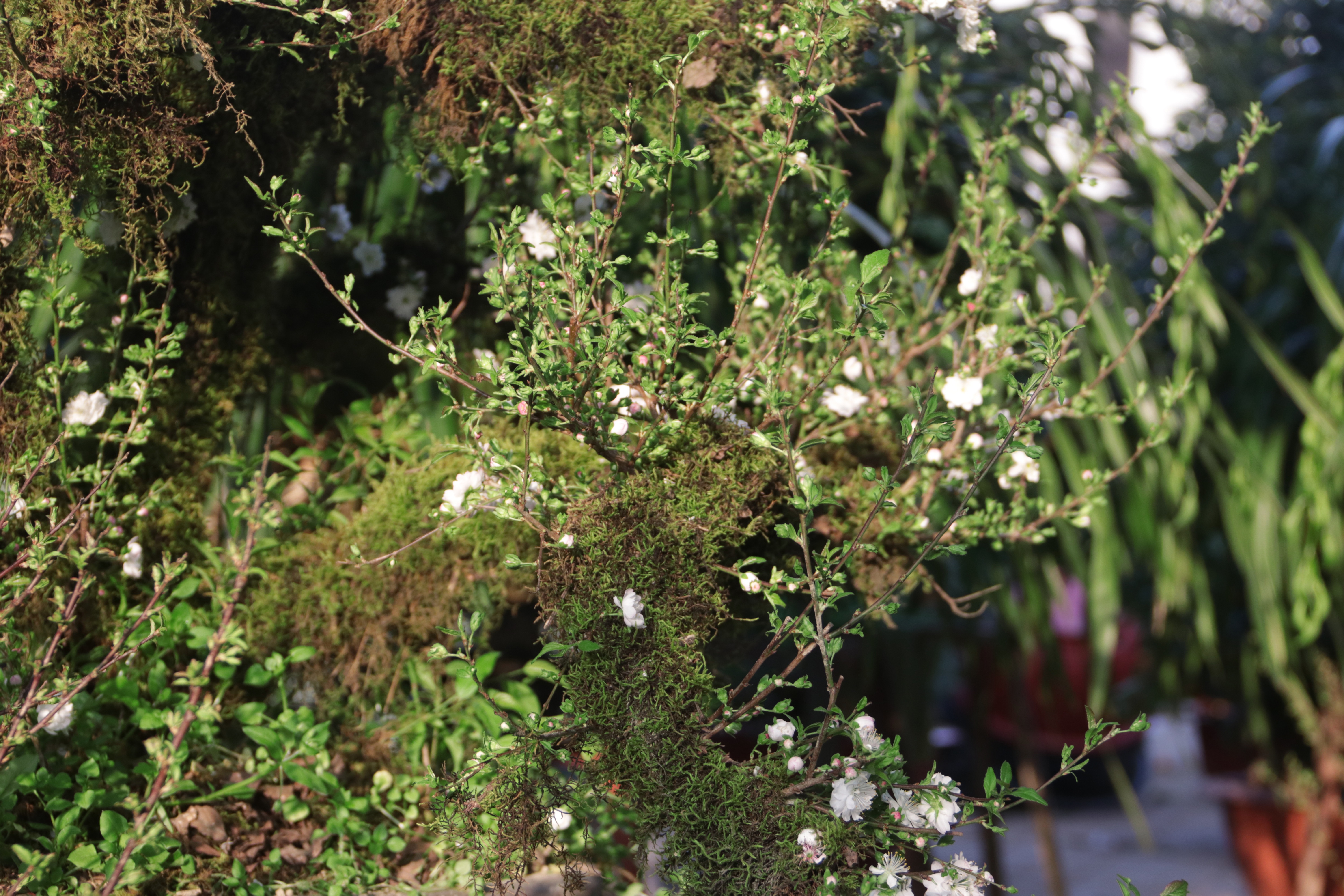 Mai đá Lào Cai đổ bộ Hà Nội giá nghìn đô một gốc - 12