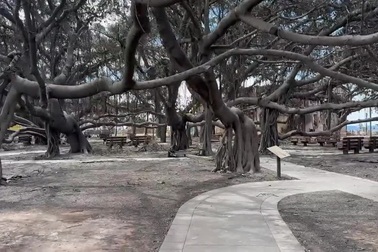 Sau đám cháy rừng, cây đa ở Lahaina, Hawaii, bị trơ trụi