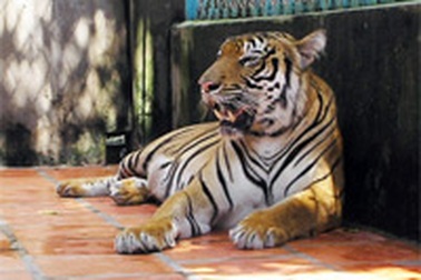 “Tôi nuôi hổ trước tiên vì mục đích nhân đạo”