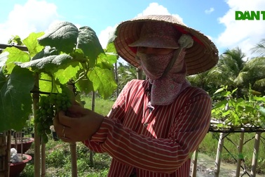 Tạo bạo trồng nho trên đất nhiễm mặn một nông dân ở Sóc Trăng  thu nhập cao