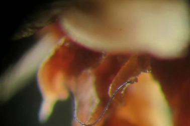 Bằng chứng đầu tiên tiết lộ các động vật sâu dưới biển ăn các hạt vi nhựa