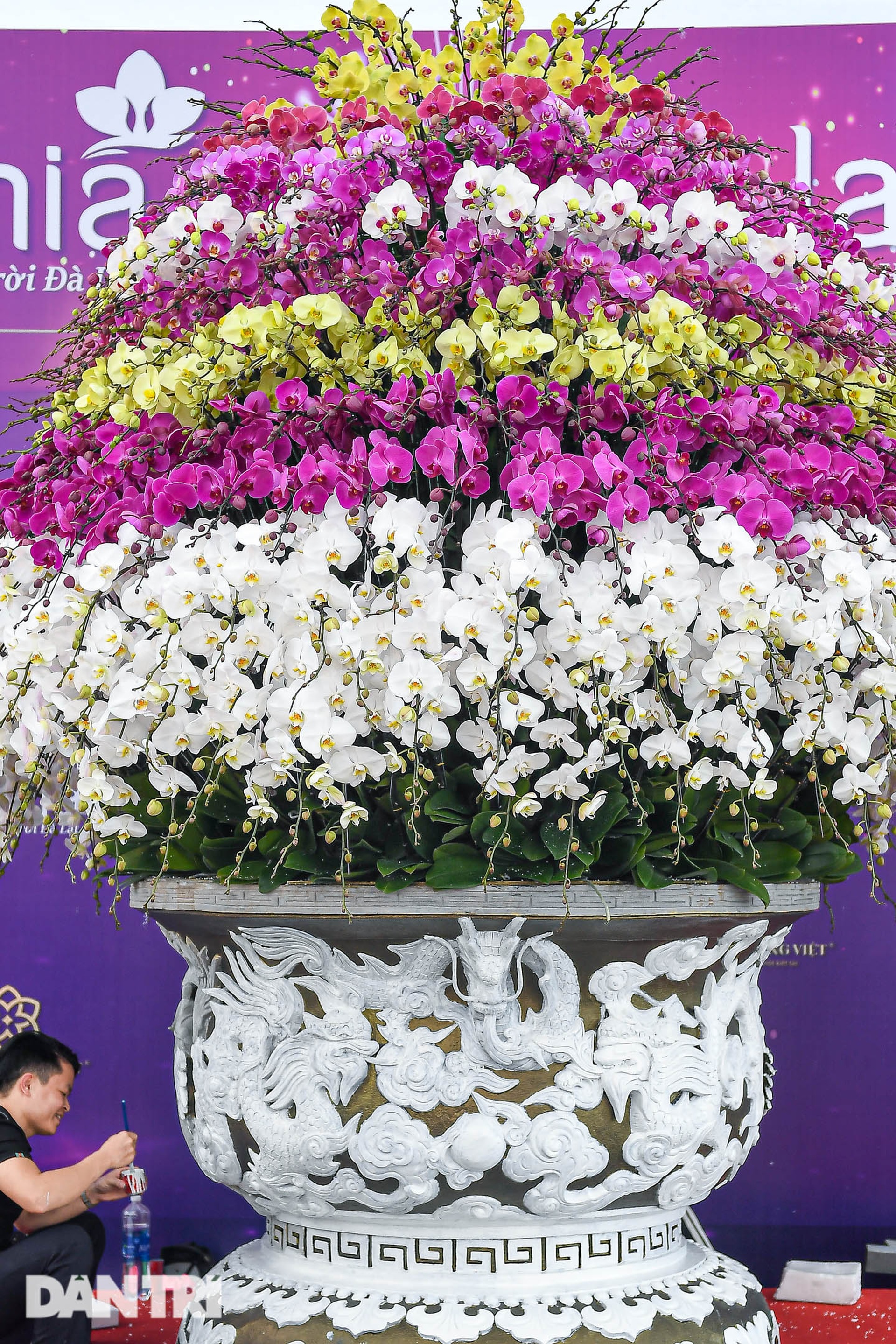 Cắm hoa lan thuê dịp Tết, bỏ túi cả triệu đồng một ngày ở Hà Nội - 7 Cắm hoa lan thuê dịp Tết, bỏ túi cả triệu đồng một ngày ở Hà Nội - 7