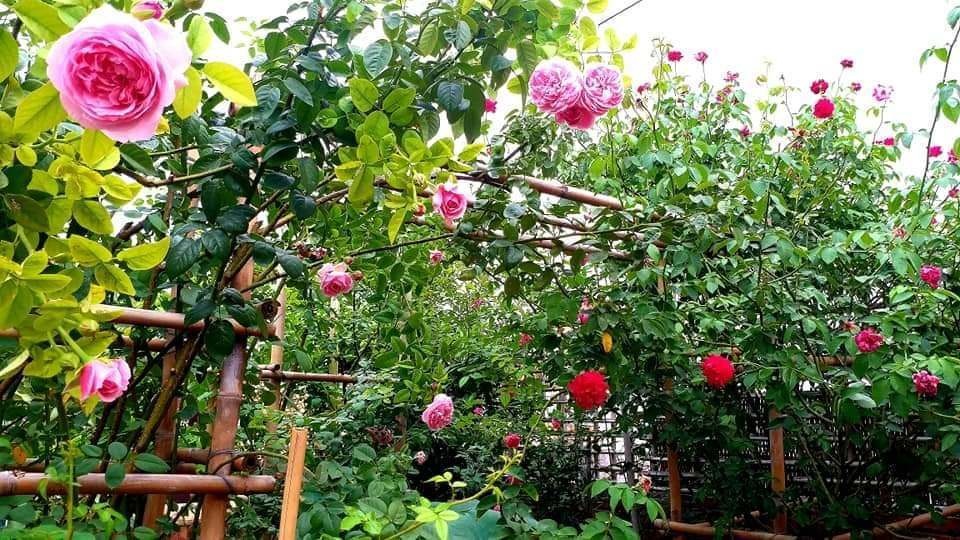 17 năm về quê nội, Tết 2021 vợ dở chứng đòi về ngoại - 1