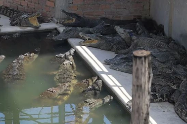 Chủ trang trại rơi xuống ao, bị đàn cá sấu tấn công đến chết