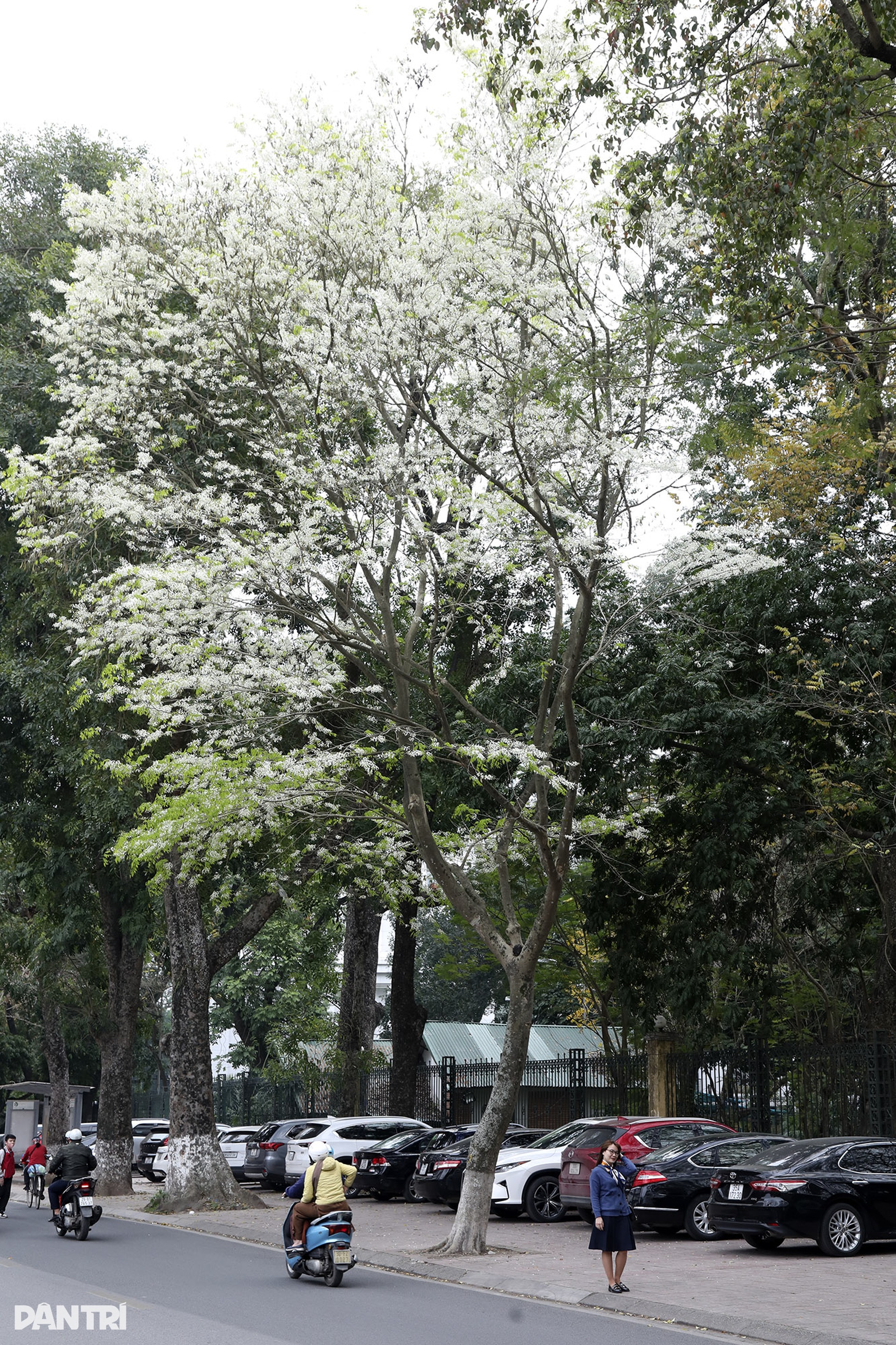 Hoa sưa nở trắng nhiều tuyến phố Hà Nội - 4 Hoa sưa nở trắng nhiều tuyến phố Hà Nội - 4