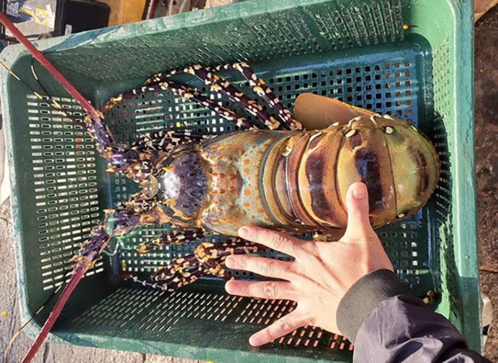 Tôm hùm bông 20 triệu đồng/con, hàng Việt siêu hiếm nhà giàu cũng khó mua - 2