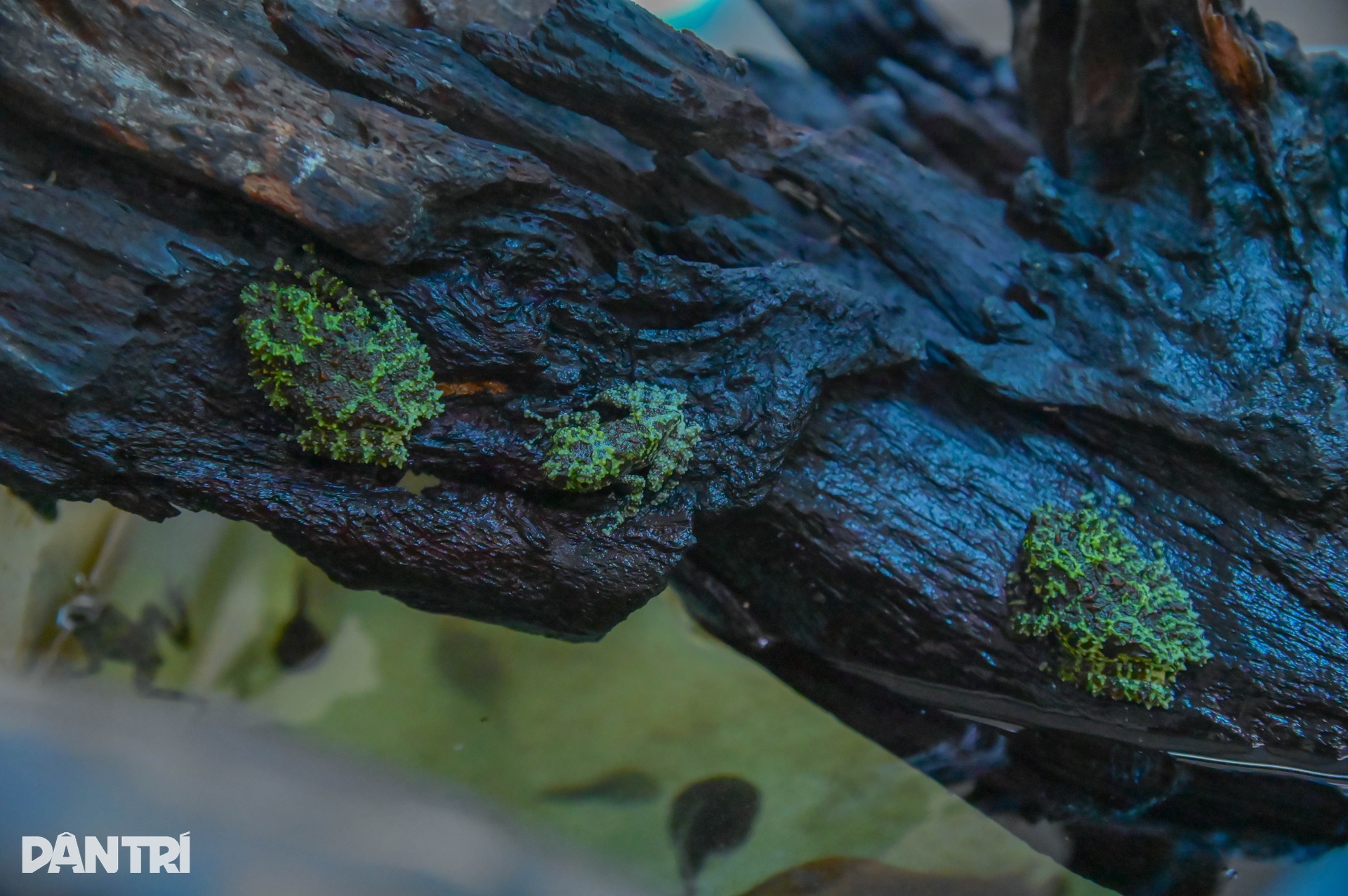 Cận cảnh loài thằn lằn cá sấu ở Việt Nam, có mặt từ thời khủng long - 8 Cận cảnh loài thằn lằn cá sấu ở Việt Nam, có mặt từ thời khủng long - 8