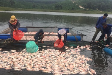 Dân điêu đứng vì hàng chục tấn cá chết trắng sau những trận mưa lớn