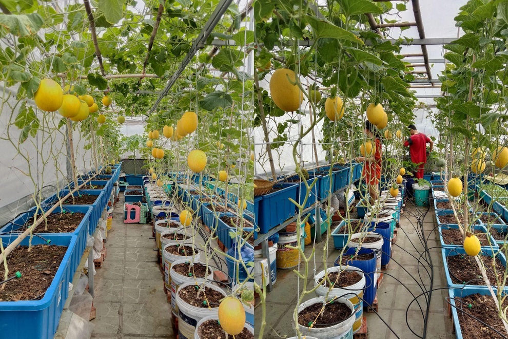 Ông bố mát tay làm vườn dưa lưới, thu hoạch 150kg/vụ ở Sài Gòn - 2