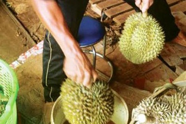 Không thể nói "bó tay" với trái cây tẩm hóa chất độc hại!