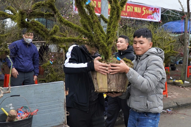 Loài hoa phủ rêu cổ kính trong "thập đại danh hoa", giá cả chục triệu đồng