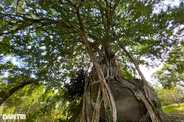 "Cụ sanh" có bộ rễ ôm trọn 3 tảng đá lớn